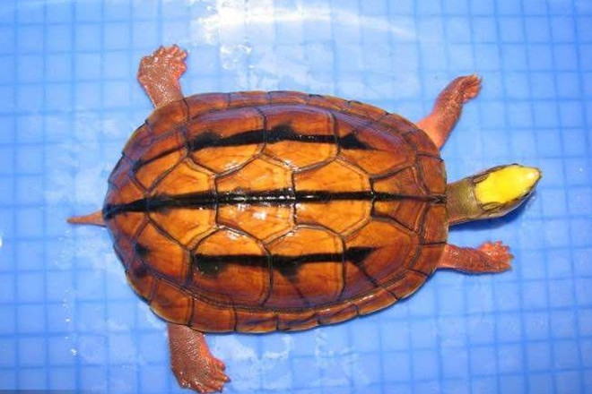 石金钱龟是水龟还是半水龟