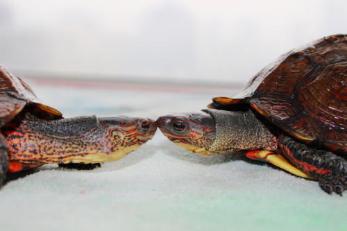 洪都拉斯木纹龟多少钱一只