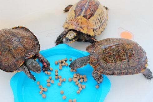 洪都拉斯木纹龟是保护动物吗