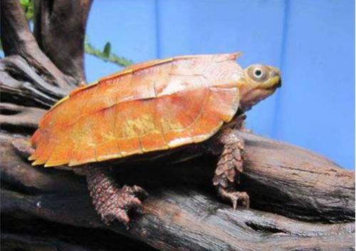 枫叶龟怎么分辨公母 枫叶龟公母有什么区别