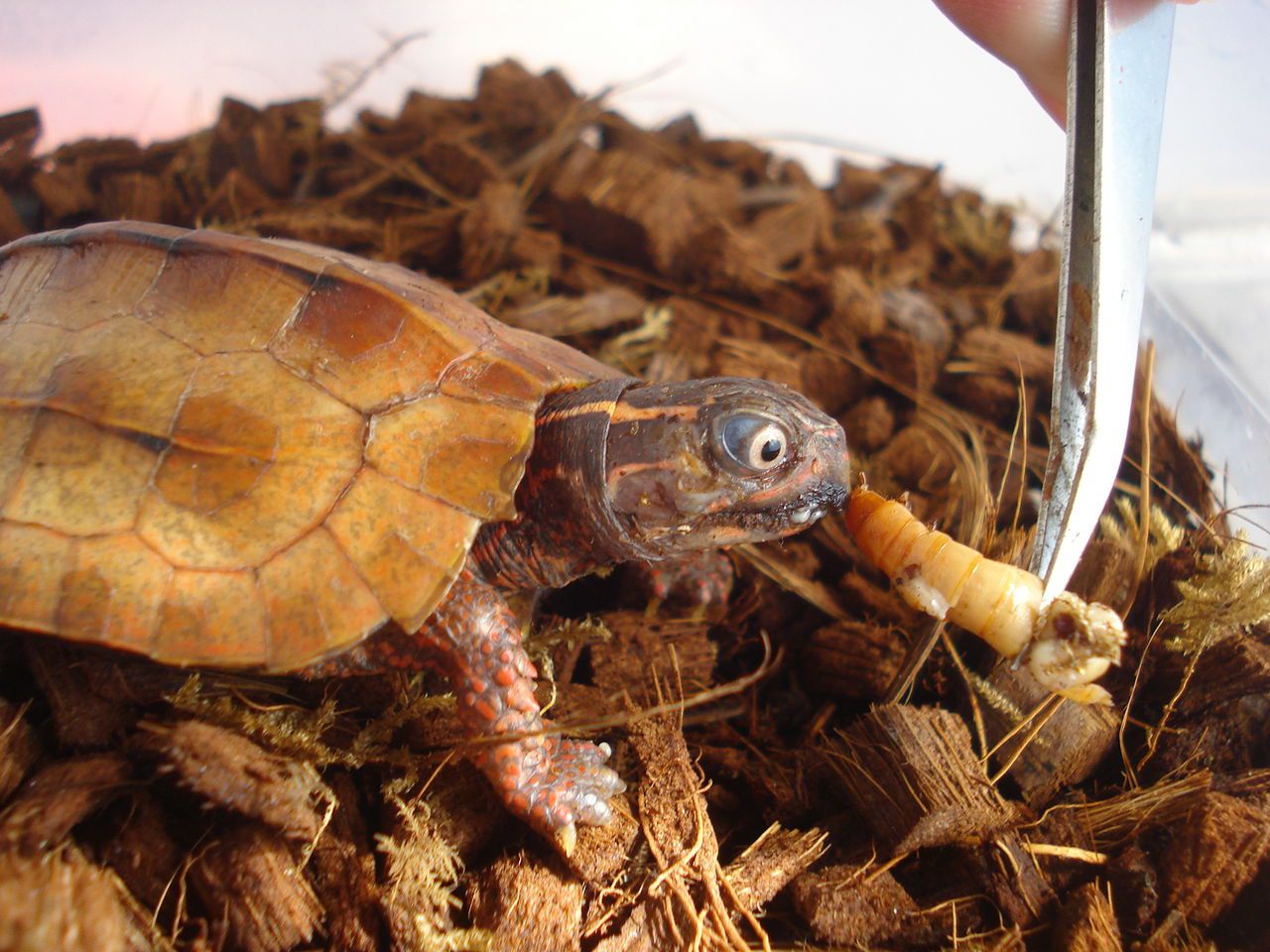 枫叶龟能活多少年