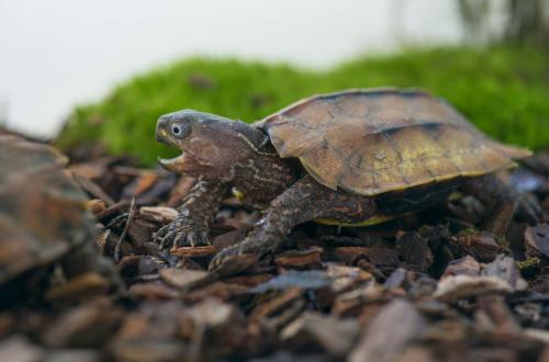 枫叶龟是水龟还是陆龟
