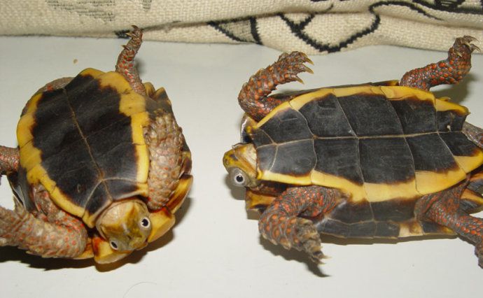 枫叶龟是半水龟吗