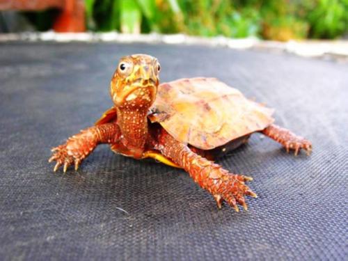 枫叶龟和锯缘龟的区别 枫叶龟跟锯缘龟的区别
