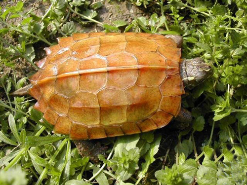 枫叶龟需要加温吗 枫叶龟的饲养温度