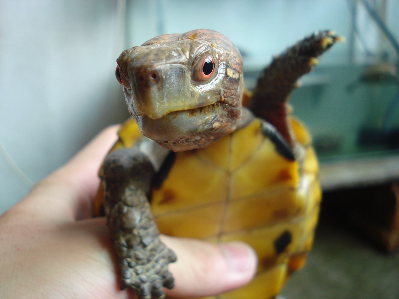 锯缘摄龟是保护动物吗