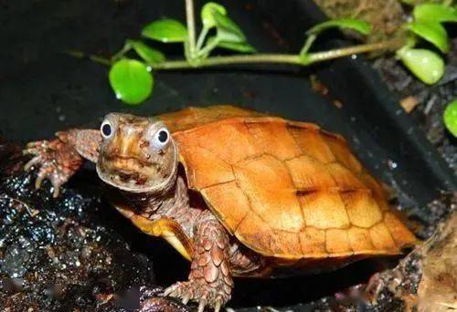 锯缘龟属于闭壳龟吗 锯缘龟是闭壳龟吗
