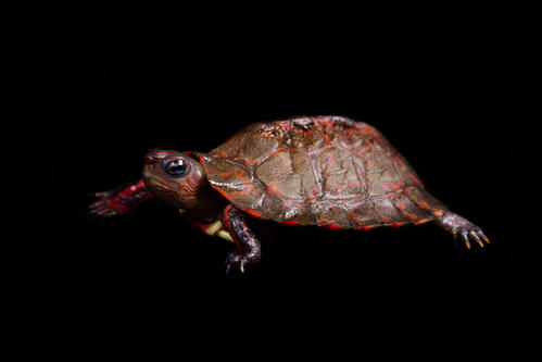 洪都拉斯木纹龟能和台缘一起养吗