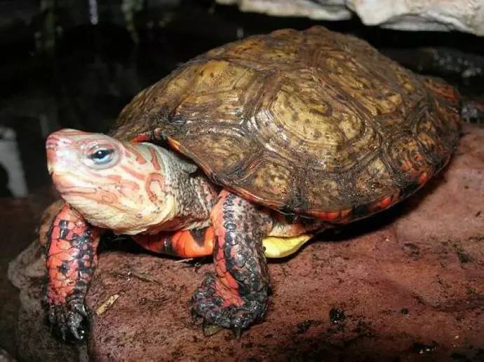 洪都拉斯木纹龟吃虾吗