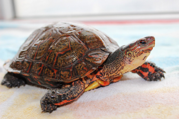 洪都拉斯木纹龟怎么冬眠