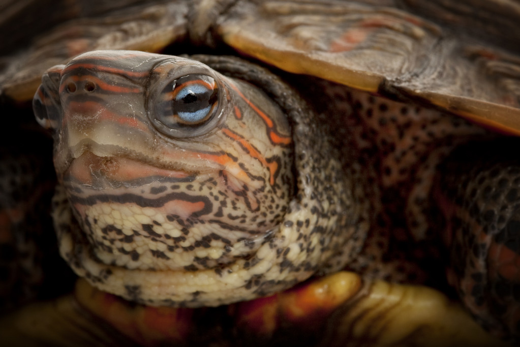 洪都拉斯木纹龟和油彩木纹是一种龟吗