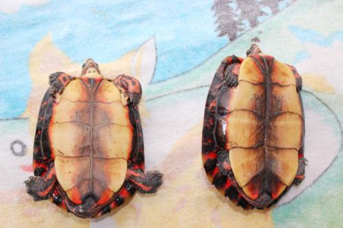 洪都拉斯木纹龟和油彩木纹龟的区别