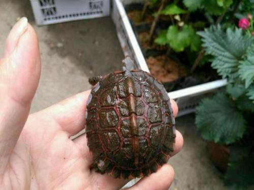 洪都拉斯木纹龟和安布哪个好养