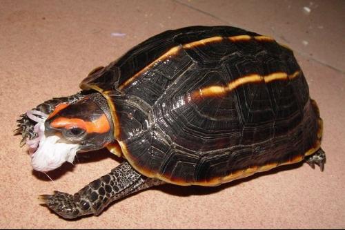 三棱黑龟饲养方法
