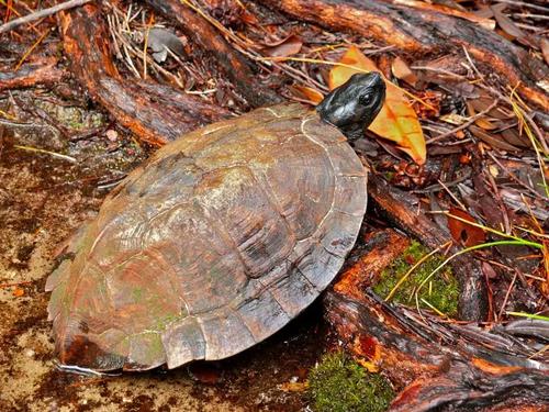刺山龟能长多大 刺山龟可以长多大