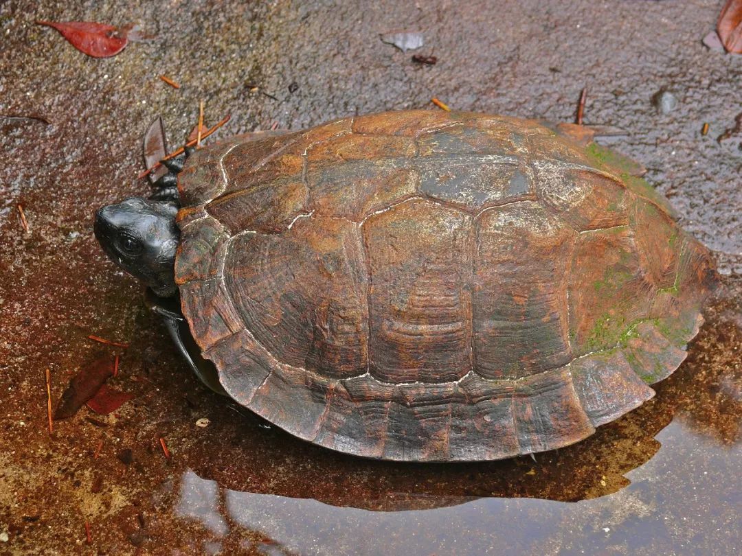 刺山龟是几级保护动物 刺山龟保护等级