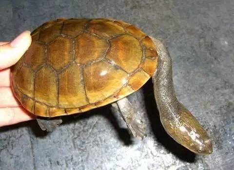 红头蛇颈龟是保护动物吗
