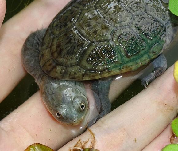 红头蛇颈龟属于深水龟吗