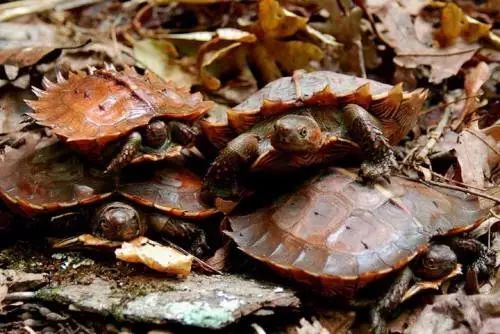 红头扁龟是国家保护动物吗 红头扁龟是保护品种吗
