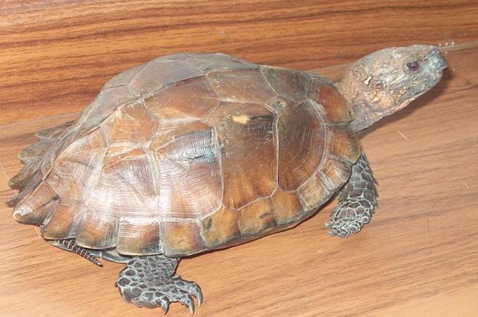 锯缘闭壳龟是保护动物吗