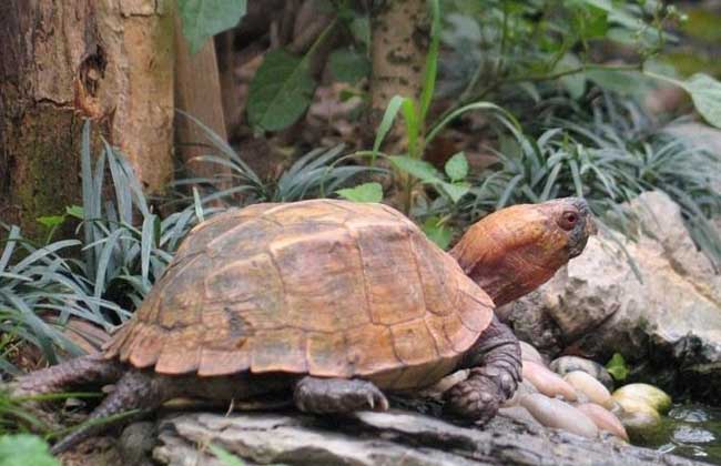锯缘闭壳龟是几级保护动物