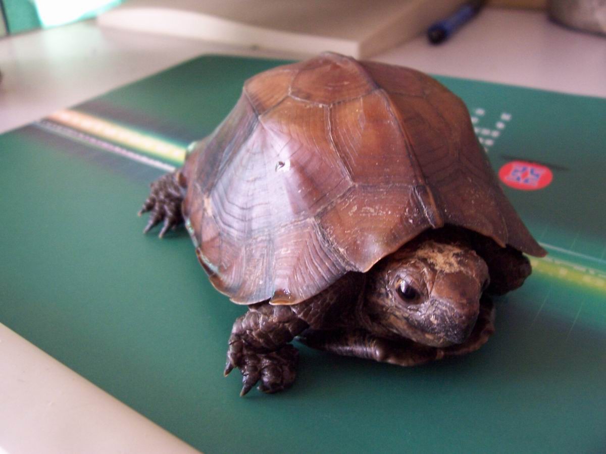安布闭壳龟能不能和锯缘一起养