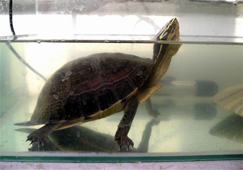 安布闭壳龟多少钱一只 安布闭壳龟多少一只