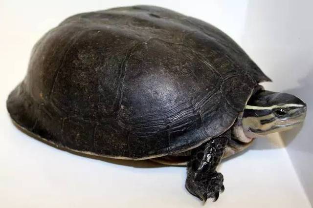 安布闭壳龟能长多大 安布闭壳龟可以长多大