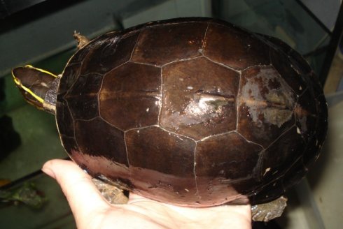 安布闭壳龟饲养环境