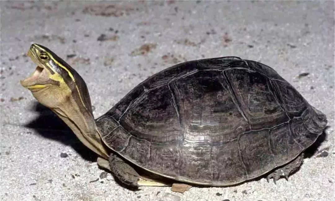 安布闭壳龟可以和什么龟一起养