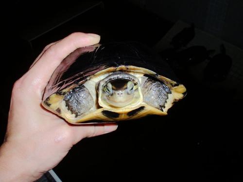 马来闭壳龟是保护动物吗