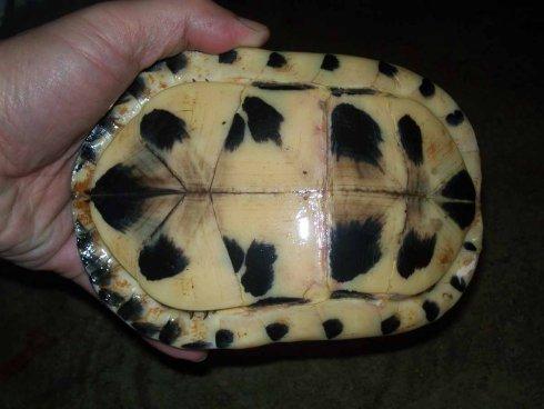 安布闭壳龟的繁殖 安布闭壳龟繁殖