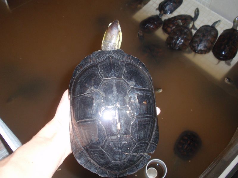 安布闭壳龟是半水龟吗
