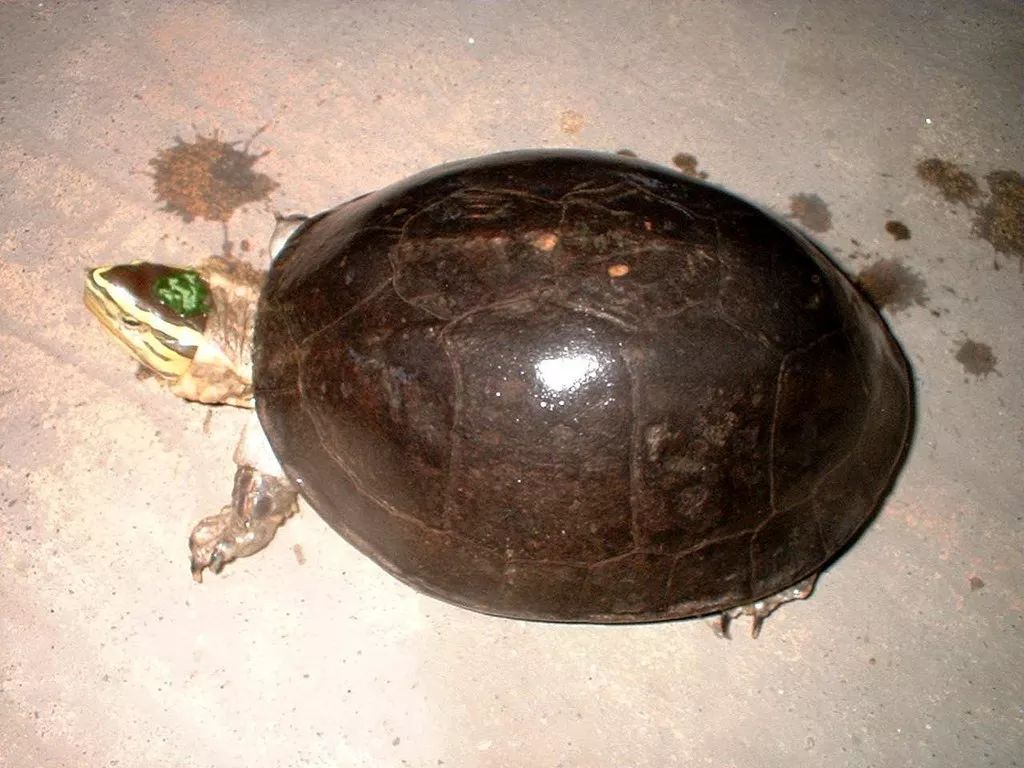 安布闭壳龟是否深水龟
