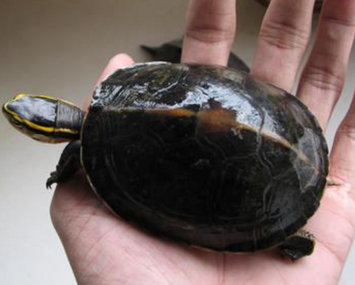 安布闭壳龟可以深水养吗