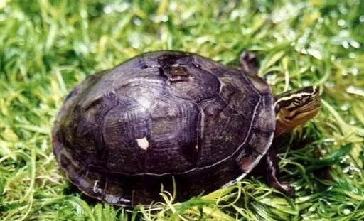 安布闭壳龟是二级保护动物吗