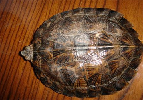 齿缘龟多大可以繁殖 齿缘龟几年可以下蛋