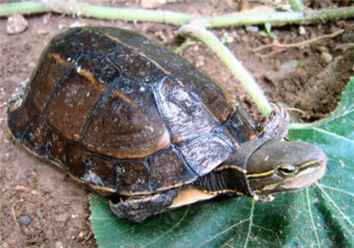 云南闭壳龟可以活多久