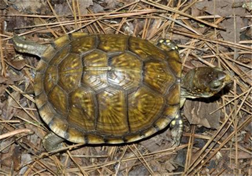 卡罗莱纳箱龟的寿命有多长 卡罗莱纳箱龟寿命