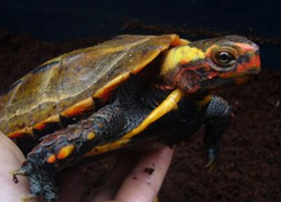 日本地龟跟枫叶龟的区别 日本地龟和枫叶龟区别