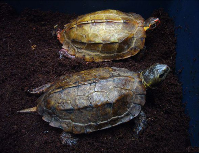 日本地龟是保护动物吗