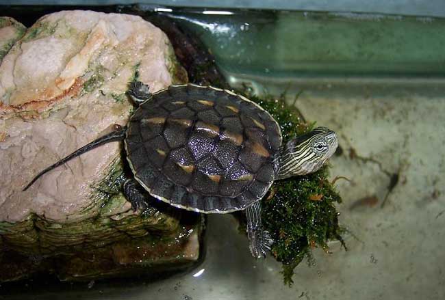 日本地龟属于枫叶龟吗 日本地龟是枫叶龟么