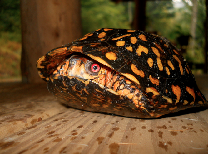 卡罗莱纳箱龟是几级保护动物 卡罗莱纳箱龟的保护级别