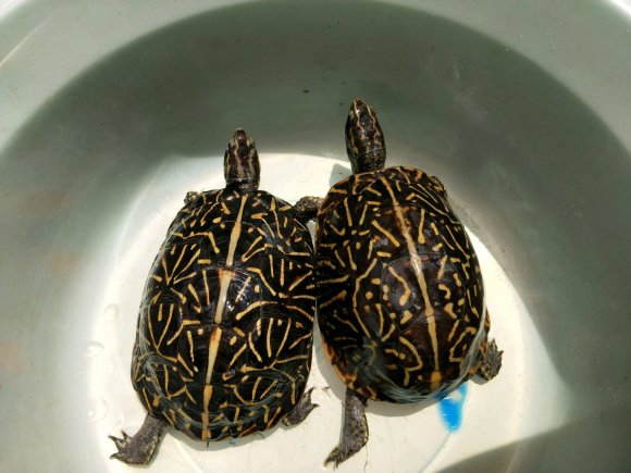 卡罗莱纳箱龟饲养温度 卡罗莱纳箱龟饲养