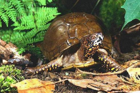 三趾箱龟饲养环境 三趾箱龟如何饲养