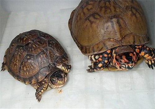 三趾箱龟饲养方法 三趾箱龟怎么饲养