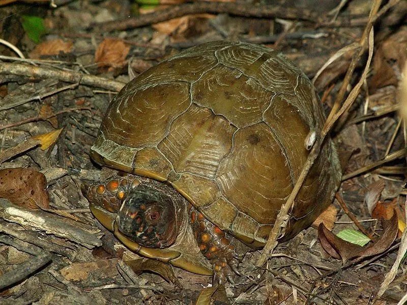 三趾箱龟寿命有多长 三趾箱龟寿命多久