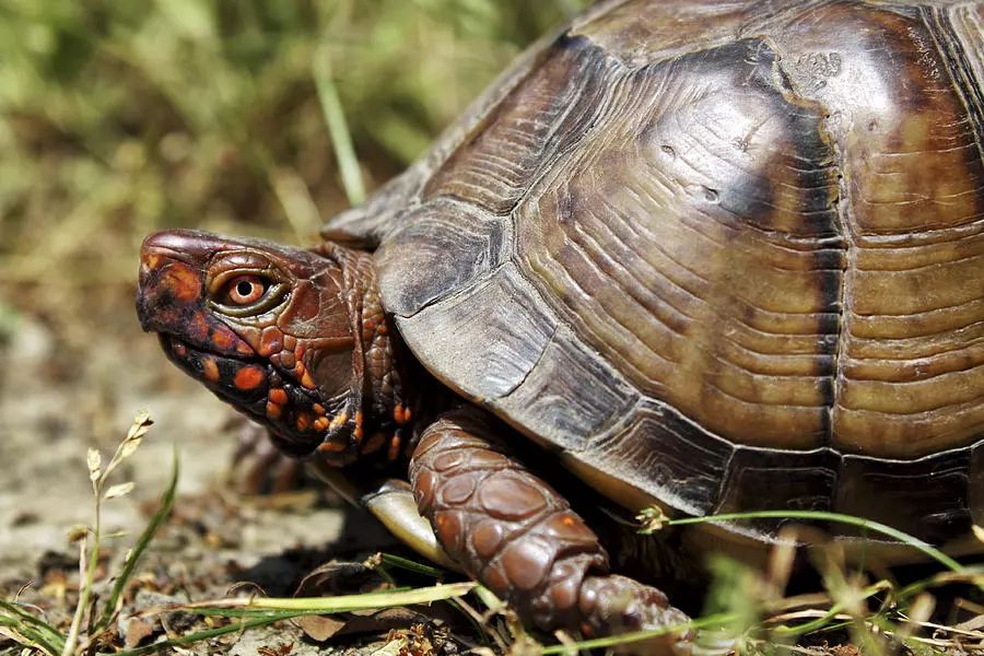 三趾箱龟可以活多久 三趾箱龟活多久