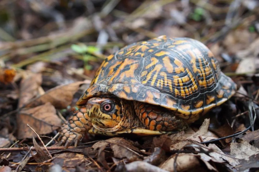 三趾箱龟是保护动物吗