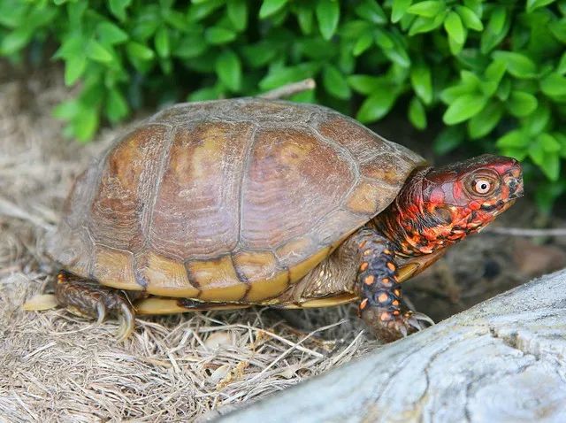 三趾箱龟多大繁殖 三趾箱龟几年可以繁殖